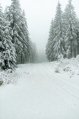 Wall Mural - Winterwanderung durch den Thüringer Wald bei Oberhof und dem Kanzlersgrund bei winterlichen Wetter - Thüringen - Deutschland