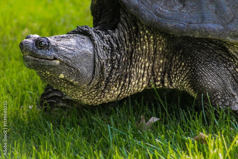 macro close-up of giant snapping turtle with texture detail nature ...