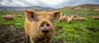 Pig in field with other pigs and hills in background.