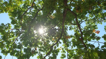 Aufkleber - sun is shining through the leaves of a tree, creating a beautiful and peaceful scene. The light is casting shadows on the ground