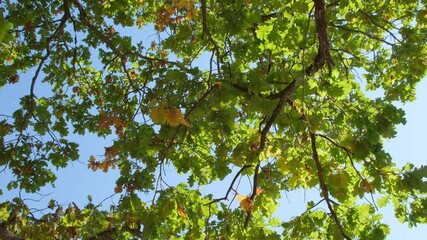Aufkleber - sun is shining through the leaves of a tree, creating a beautiful and peaceful scene. The light is casting shadows on the ground
