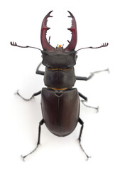 Sticker - Bug (Oryctes Nasicornis).