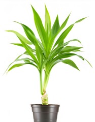 Studio shot of a dracaena reflexa plant, also known as song of india, with lush green leaves, standing in a simple pot against a clean white backdrop