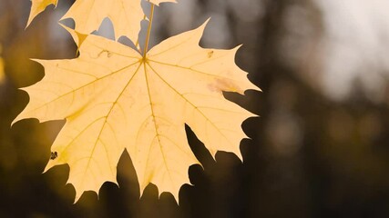 Aufkleber - A leaf is hanging from a tree branch. leaf is yellow and has brown spots. autumn background
