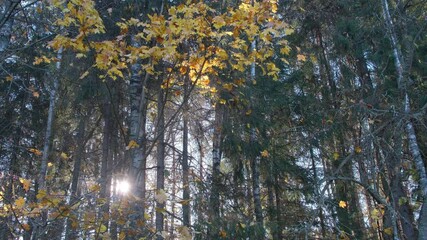 Aufkleber - A autumn tree with leaves that are yellow and brown. The sun is shining through the leaves