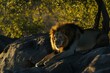 © Nico - A majestic African lion with a golden mane resting on a rocky outcro