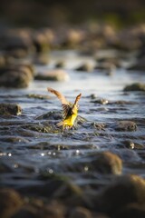 Wall Mural - Bird Eastern yellow wagtail (Motacilla tschutschensis) in the wild