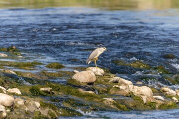 Wild birds wade in the pristine lake, showcasing the beauty of nature and the diversity of wildlife in ornithology