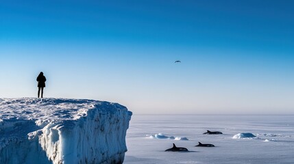 Wall Mural - Person observes orcas from snowy cliff, arctic landscape.