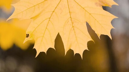 Aufkleber - A leaf is hanging from a tree branch. leaf is yellow and has brown spots. autumn background