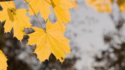 Aufkleber - A leaf is hanging from a tree branch. leaf is yellow and has brown spots. autumn background