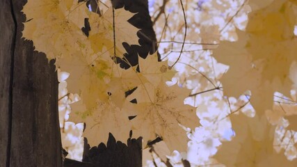 Aufkleber - A leaf is hanging from a tree branch. leaf is yellow and has brown spots. autumn background