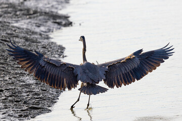 Wall Mural - Great blue heron landing in beautiful light, seen in the wild in a North California marsh