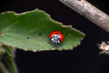 ladybug on a green leaf - front view