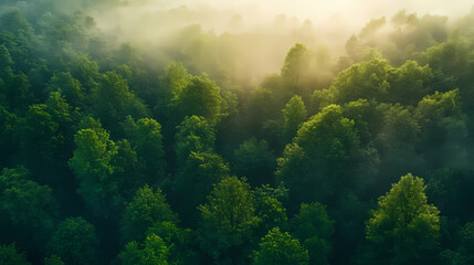 Captivating vibrant forest bathed soft morning light surrounded enchanting mist lush green foliage, breeze, canopy, charm, colors, counterlight, dense. Fathomless. Illustration