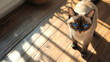 © Thiago - A cat with a blue eye stands on a wooden floor. the cat is looking at the camera. Aurulent. Illustration