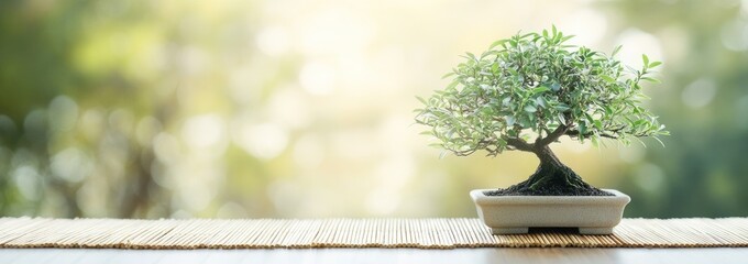 Aufkleber - Green bonsai tree on bamboo mat with blurred natural bokeh background.