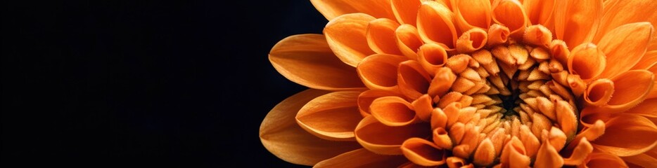 Aufkleber - Close up vibrant orange flower with layered petals on black background.