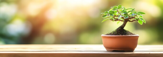 Aufkleber - Small bonsai tree on wooden table with soft, sunny, bokeh background.