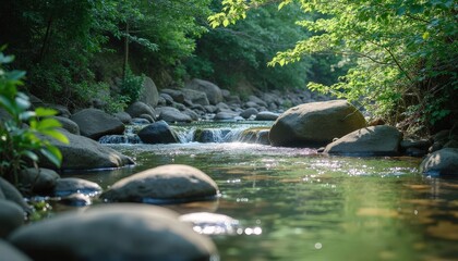 Wall Mural - Serene Forest Stream and Rocks