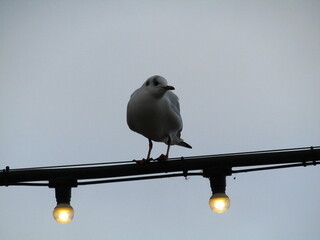 A groups of Gulls