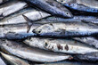 © Greg - Mackerel fish, the perfect east coast catch, Amed, Bali, Indonesia