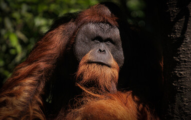 Wall Mural - close up of orangutan hiding in shade