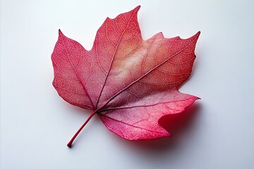 Wall Mural - A single red leaf on a white surface