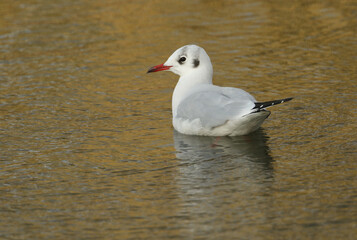 Poster - A Black-headed Gull, Chroicocephalus ridibundus, swimming on a river.