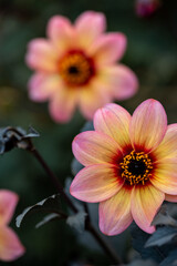 Wall Mural - Peach-colored garden dahlias with dark foliage in soft natural light