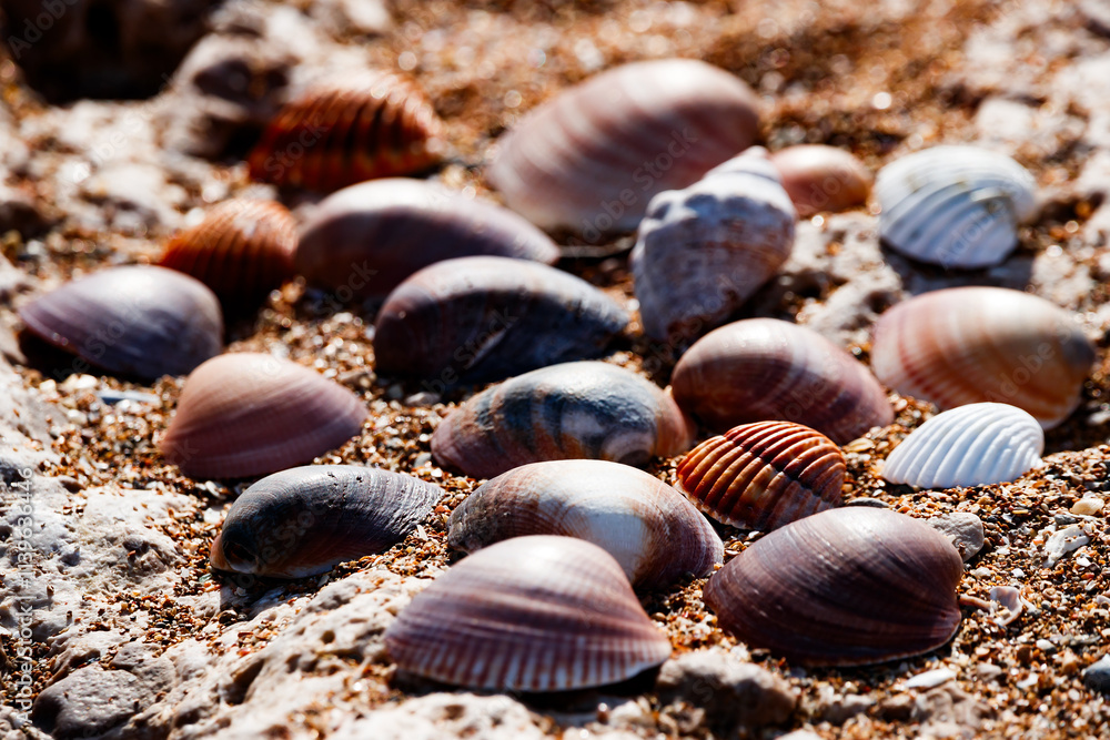 Shells on the beach of les Marines in Denia Stock Photo | Adobe Stock