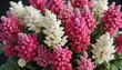© AiGallery - Pink and white Celosia argentea flowers in a floral arrangement, , bouquet