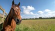 © Iona - A majestic brown horse gallops freely across vibrant fields under a bright blue sky, exuding strength and grace.