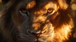© MDASHIR - Close-up portrait of a majestic lion with a focused gaze.