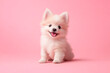 © graja - Portraite of cute fluffy puppy sitting on a pink background. Free space for text.