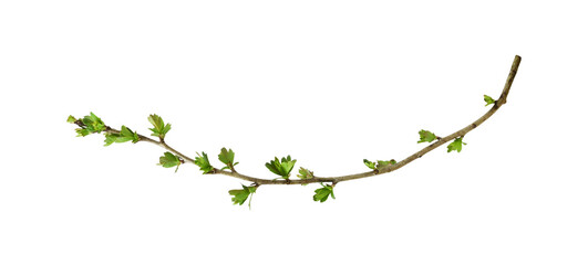 Wall Mural - spring branch with buds and young green leaves isolated on white or transparent background