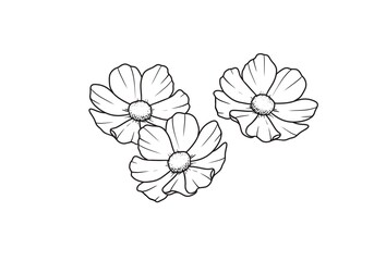 set black and white outline drawing flowers of a daisy drawn by hand on a white background