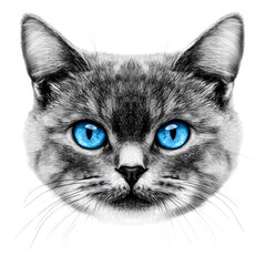 Face of cat isolated on transparent background. PNG. Generated AI