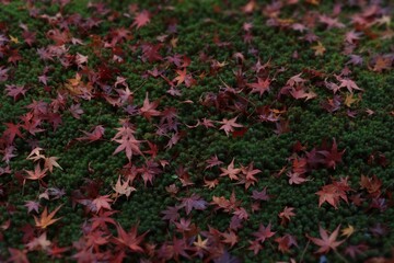 Wall Mural - Autumn leaves on moss bed