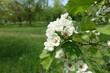 © Anna - Bunch of white flowers of Crataegus submollis in mid May