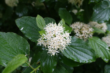 Wall Mural - Macro of white flowers of common dogwood in June