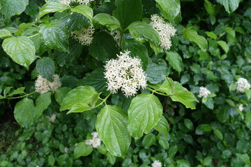 Wall Mural - White flowers in the leafage of common dogwood in June