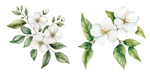 Wall Mural - Delicate white flowers with lush green leaves, arranged in elegant clusters, showcasing natural beauty and intricacy, white background, transparent background.