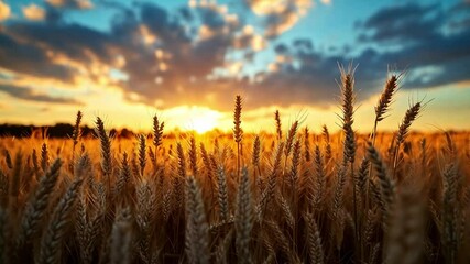 Poster - A beautiful wheat field glows golden under a spectacular sunset, with clouds adding depth to the sky and casting gentle shadows on the crops.