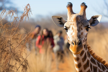 giraffe in the wild