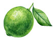 © Hanna - watercolor lime with green leaves, green citrus fruits, botanical painting, tropical illustration, fresh food isolated