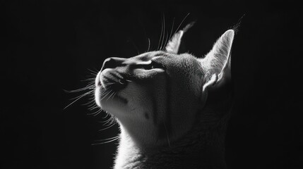 Poster - A monochromatic close-up of a cat's profile, highlighting its features in dramatic lighting.