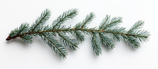 Wall Mural - Sprig of evergreen Christmas tree branch isolated on white background for holiday decor and seasonal decoration concepts