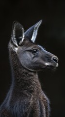 Poster - A close-up of a young animal with soft fur and prominent ears against a dark background.