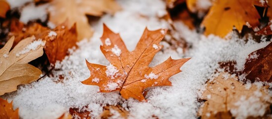 Wall Mural - Autumn leaves resting in delicate snowflakes creating a serene winter landscape detail.